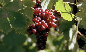 Grapes at Agostini's vineyard