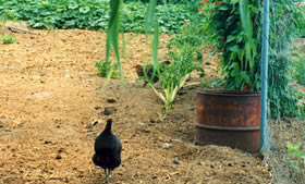 Small organic farming