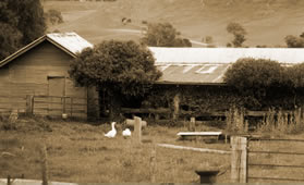 Soldier settlement blocks