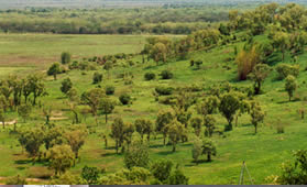 Local eucalypts bordering the state forest