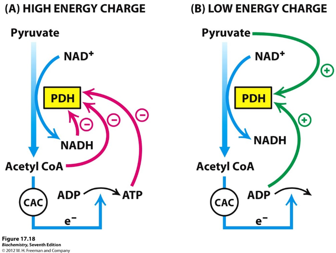 PDH