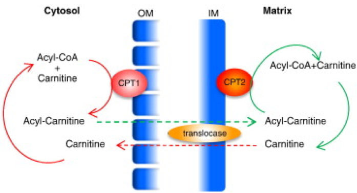 Carnitine Translocase<