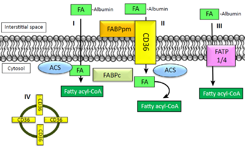 Fatty Acid Transport